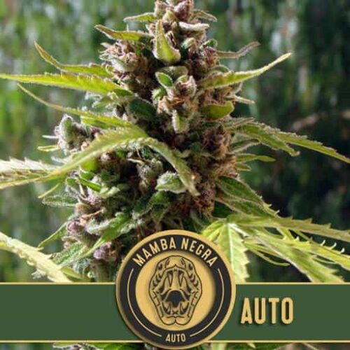 Blimburn Seeds Cannabis Seeds Mamba Negra Auto 3 pár