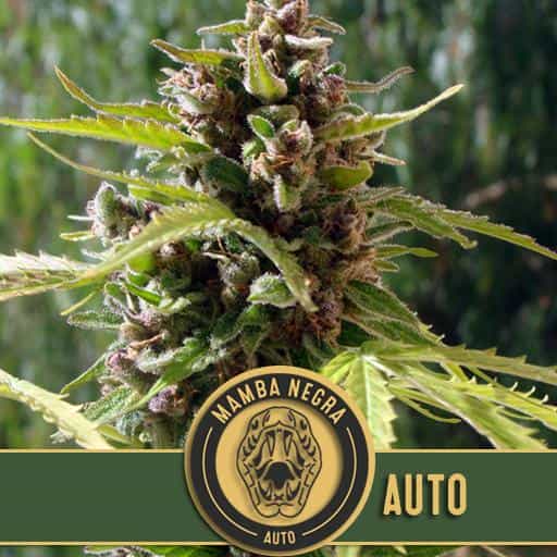 Blimburn Seeds Cannabis Seeds Mamba Negra Auto 3 pár