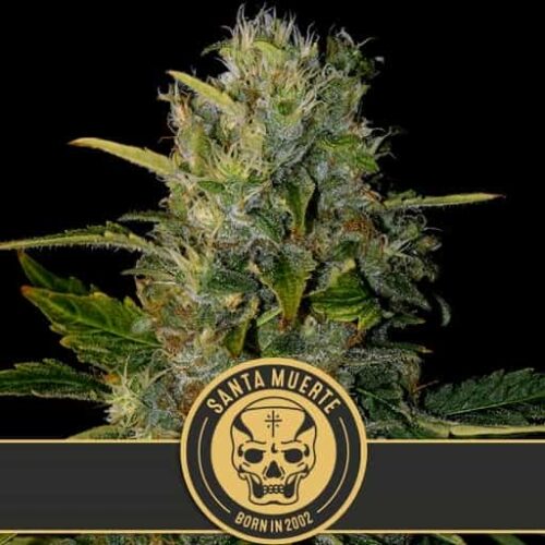 Blimburn Seeds Cannabis Seeds Santa Muerte Nőiesített 3 pár