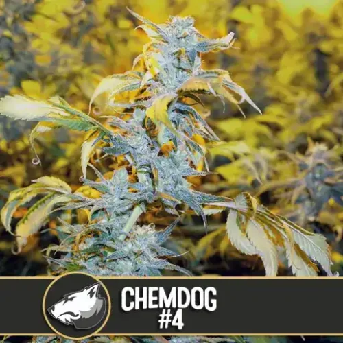 Blimburn Seeds Cannabis Seeds Chemdog #4 Nőiesített 3 pár