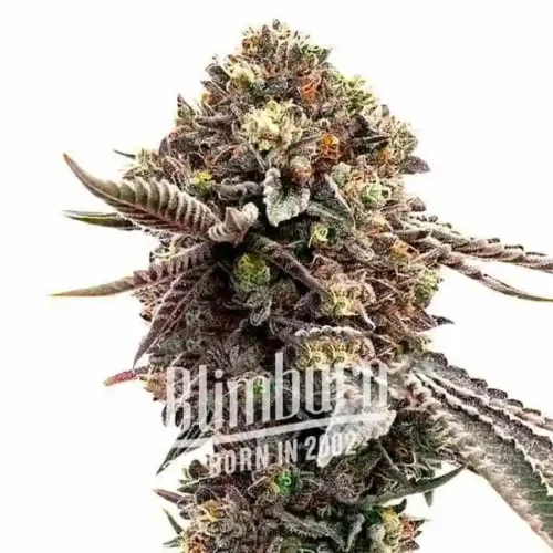 Blimburn Seeds Cannabis Seeds Ghost Train Haze Nőiesített 100 db