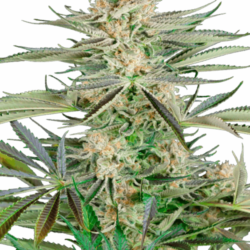 Sensi Seeds Cannabis Seeds csavarhúzó OG feminized