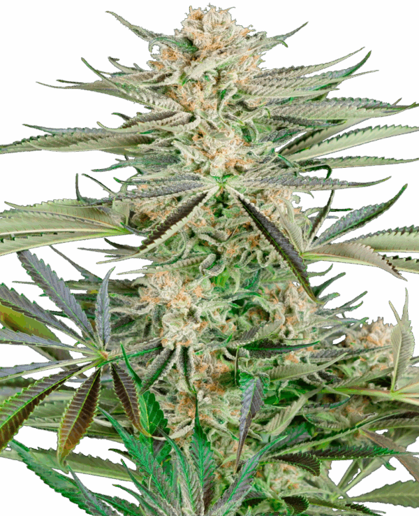 Sensi Seeds Cannabis Seeds csavarhúzó OG feminized