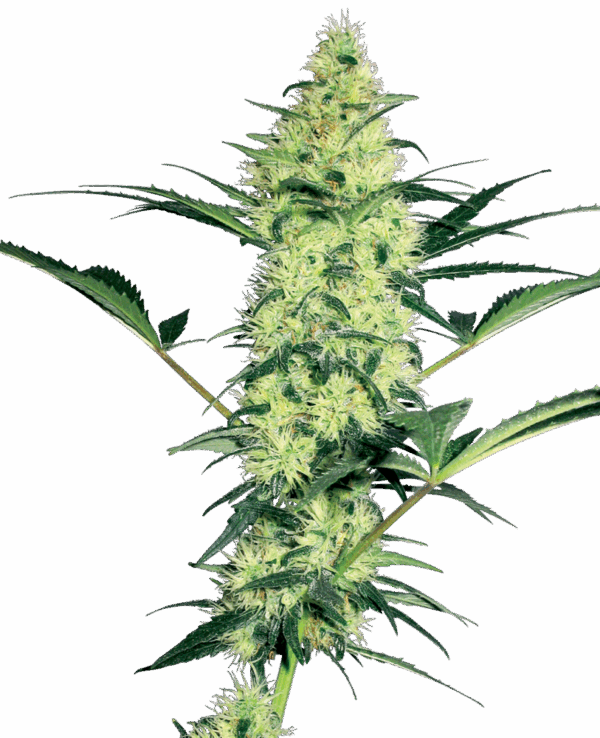 Sensi Seeds Cannabis Seeds White Diesel Feminized by White Label