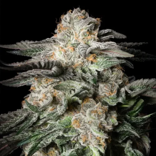 Silent Seeds Cannabis Seeds Menta Candy Nőiesített 10 db