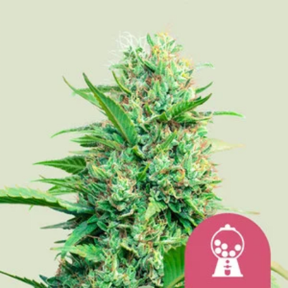 Royal Queen Seeds Cannabis Seeds Pink Runtz Feminized 10 db