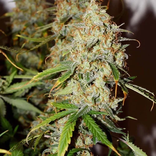Dutch Passion Cannabis Seeds Auto Brooklyn Sunrise® Autoflowering 100 db