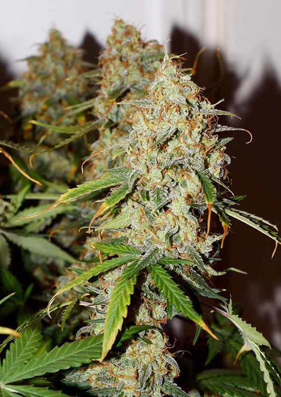 Dutch Passion Cannabis Seeds Auto Brooklyn Sunrise® Autoflowering 100 db