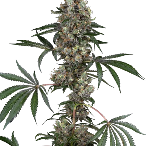 Sensi Seeds Cannabis Seeds Chemberries Feminized 10+4 db