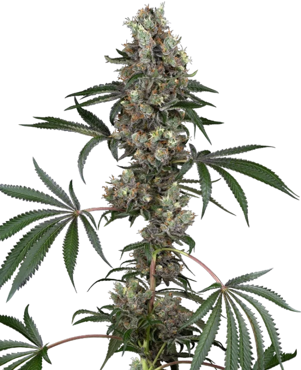 Sensi Seeds Cannabis Seeds Chemberries Feminized 10+4 db