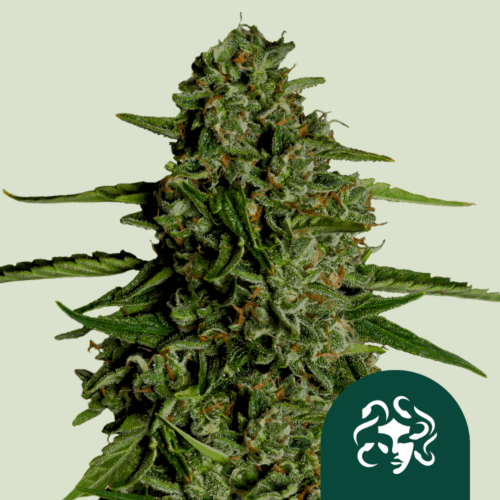 Royal Queen Seeds Cannabis Seeds Medusa F1 Auto 25 db