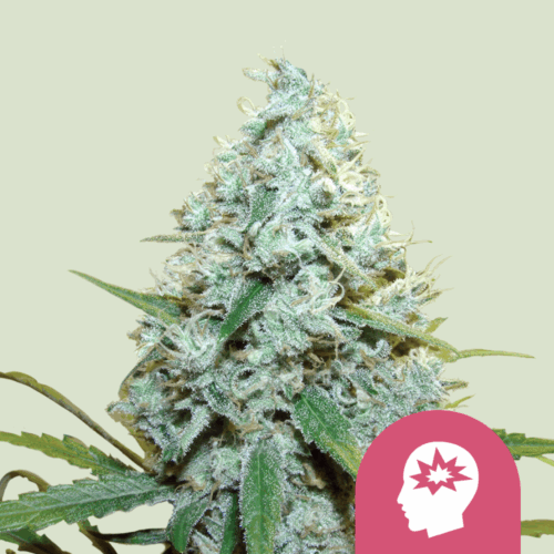 Royal Queen Seeds Cannabis Seeds AMG Feminized 25 db