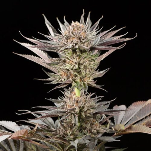 Silent Seeds Egzotikus Cannabis Seeds Lemon Tree 2.0