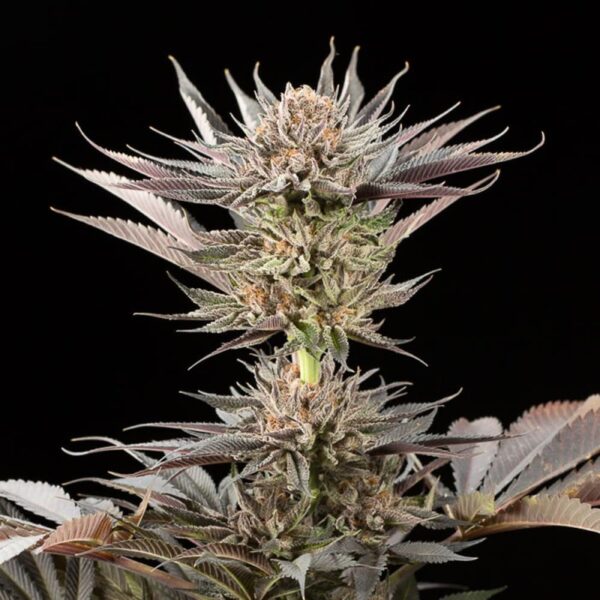 Silent Seeds Egzotikus Cannabis Seeds Lemon Tree 2.0