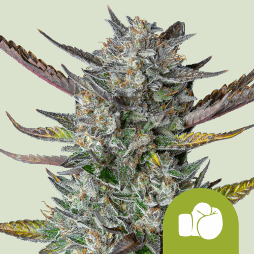 Royal Queen Seeds Cannabis Seeds Purple Punch Auto 25 db