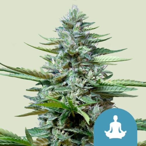 Royal Queen Seeds Cannabis Seeds Stress Killer Auto (High CBD) 25 db