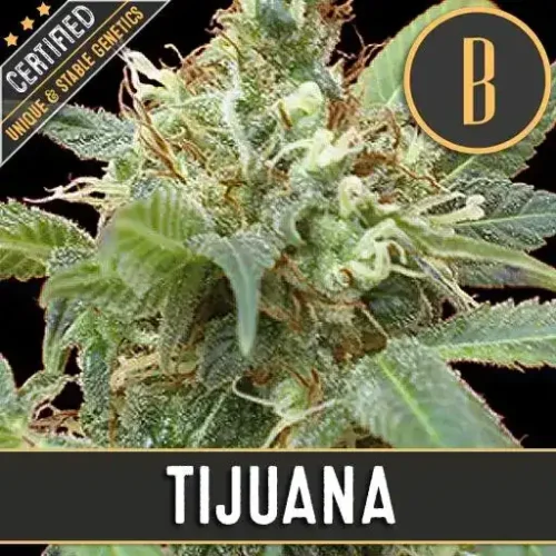 Blimburn Seeds Cannabis Seeds Tijuana Feminized 3 pár