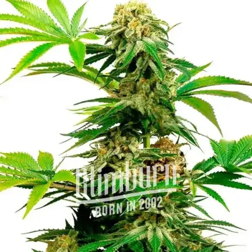 Blimburn Seeds Cannabis Seeds Harlequin Feminized 100 db