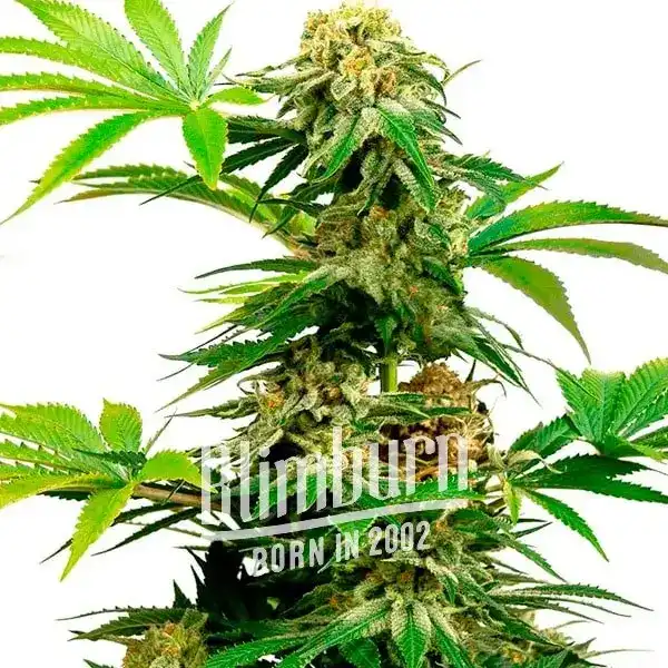 Blimburn Seeds Cannabis Seeds Harlequin Feminized 100 db