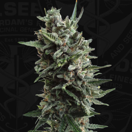 T.H.Seeds™ Cannabis Seeds Auto Critical HOG™