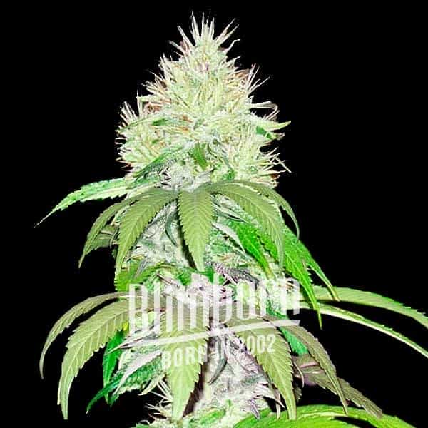 Blimburn Seeds Cannabis Seeds Báránykenyér Nőiesített 100 db