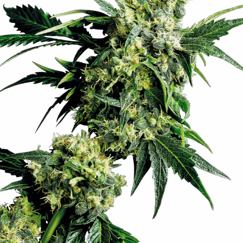 Sensi Seeds Cannabis Seeds Mr Nice G13 X Hash Plant® Regular