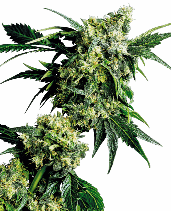 Sensi Seeds Cannabis Seeds Mr Nice G13 X Hash Plant® Regular