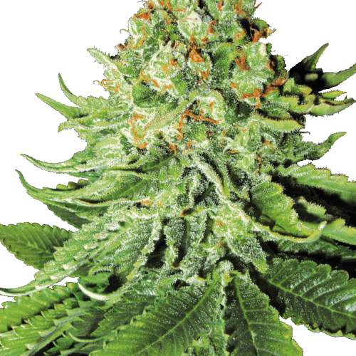 Sensi Seeds Cannabis Seeds Northern Lights Automatic Feminized by White Label