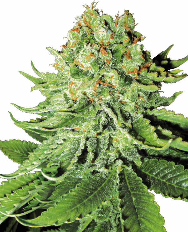 Sensi Seeds Cannabis Seeds Northern Lights Automatic Feminized by White Label