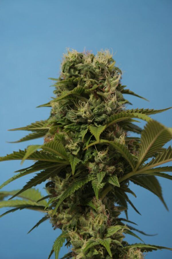 T.H.Seeds™ Cannabis Seeds Roncs