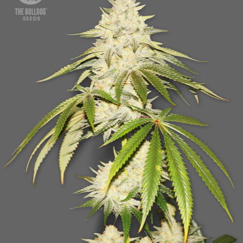 The Bulldog Seeds Joris Pound Cake Feminized