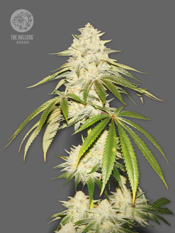 The Bulldog Seeds Joris Pound Cake Feminized