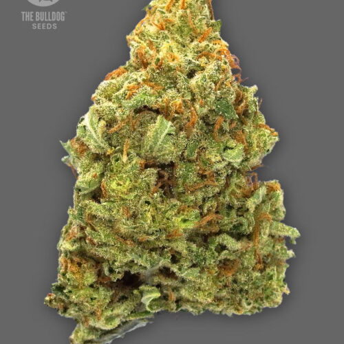 The Bulldog Seeds TB Lemon Haze Auto