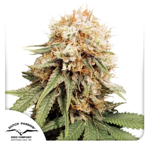 Dutch Passion Cannabis Seeds White Widow Nőiesített 100 db