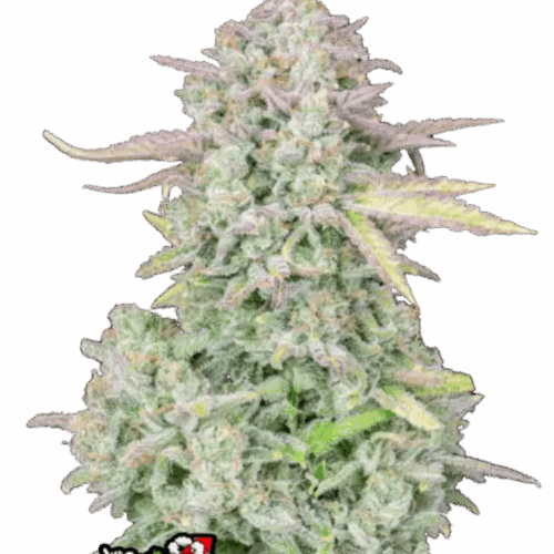 Fast Buds Cannabis Seeds Trainwreck Auto 100 db