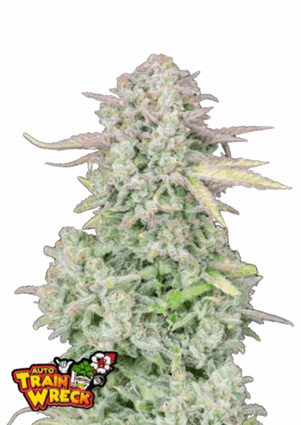 Fast Buds Cannabis Seeds Trainwreck Auto 100 db