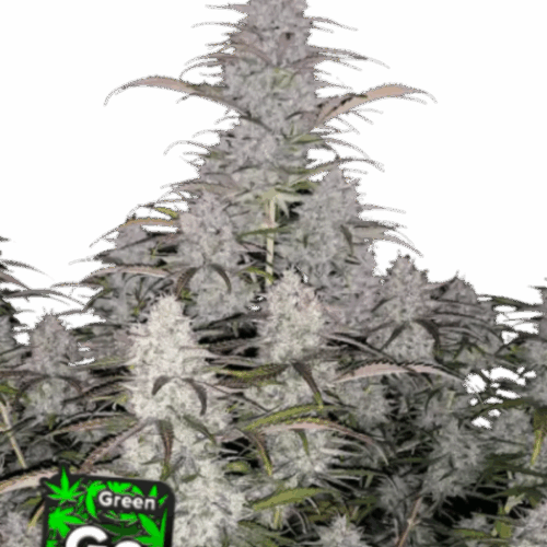 Fast Buds Cannabis Seeds Green Crack Auto 100 db