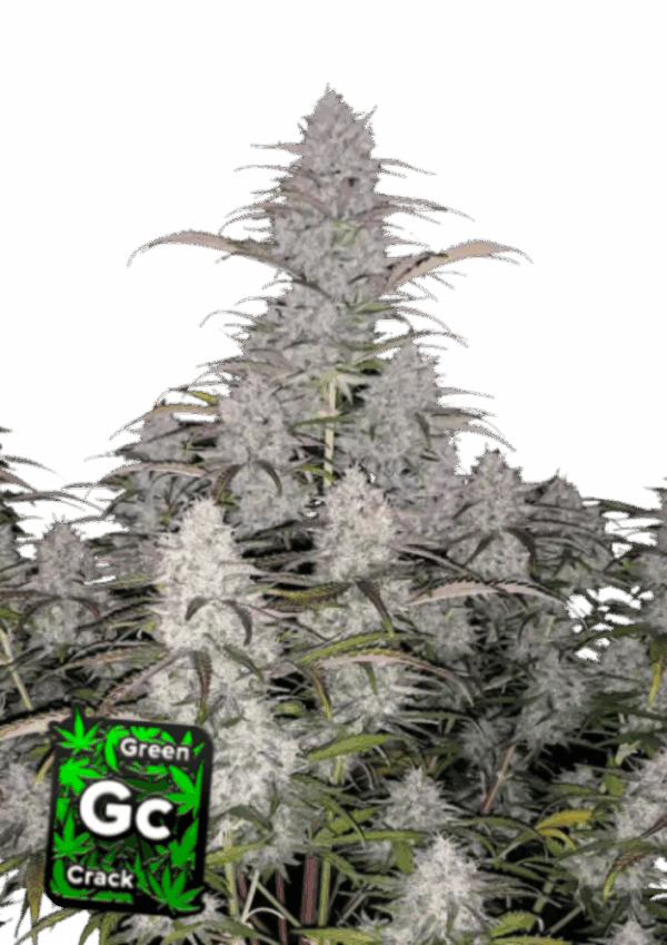 Fast Buds Cannabis Seeds Green Crack Auto 100 db