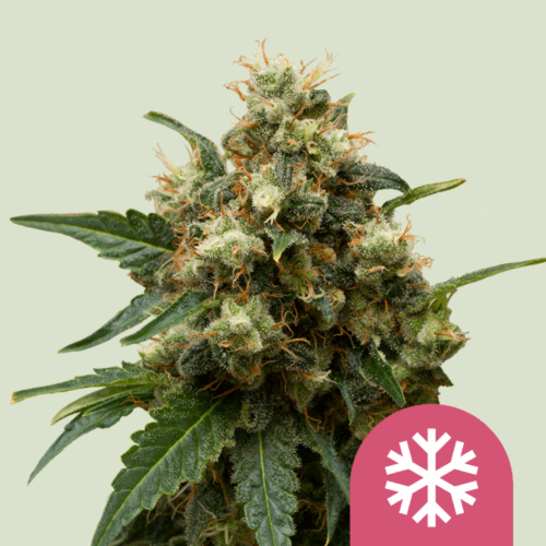 Royal Queen Seeds Cannabis Seeds Ice Feminized 25 db