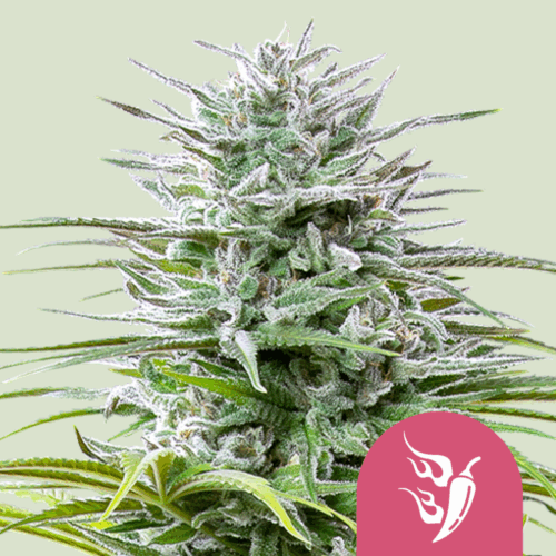 Royal Queen Seeds Cannabis Seeds Speedy Chile - Fast Feminized 25 db