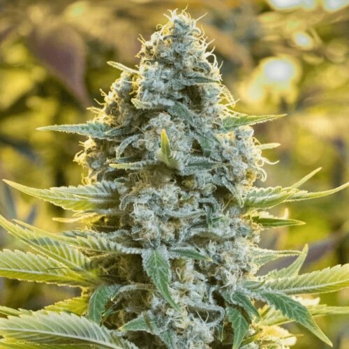 Silent Seeds Klasszikus kannabiszmag Moby Dick nőiesített 10 db