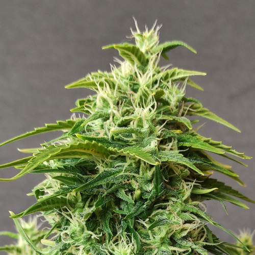 Doctor's Choice Seeds Chronic Ryder BX Auto Feminized 10 db