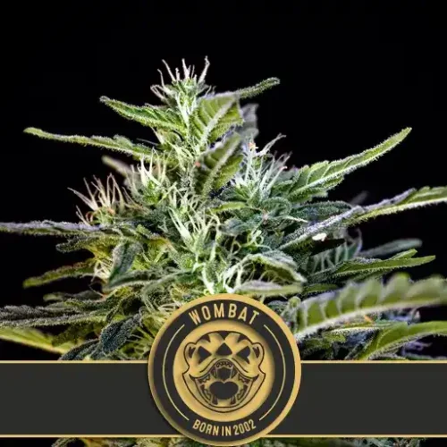 Blimburn Seeds Cannabis Seeds Wombat Feminized 3 pár