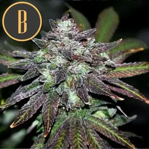 Blimburn Seeds Cannabis Seeds Narkosis Feminized 3 pár
