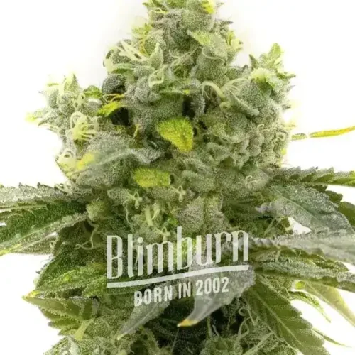 Blimburn Seeds Cannabis Seeds Bruce Banner Gyors virágzás 3 pár