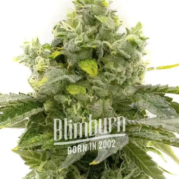 Blimburn Seeds Cannabis Seeds Bruce Banner Gyors virágzás 3 pár