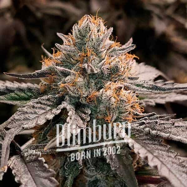 Blimburn Seeds Cannabis Seeds Gator Breath Nőiesített 100 db