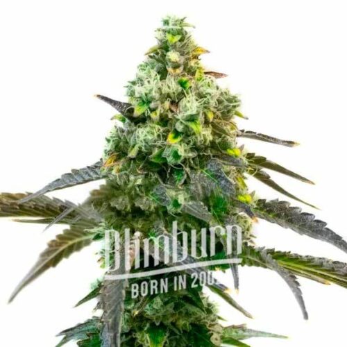 Blimburn Seeds Cannabis Seeds Godfather OG Feminized 100 db