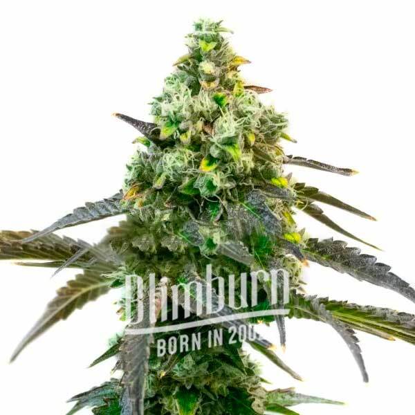 Blimburn Seeds Cannabis Seeds Godfather OG Feminized 100 db