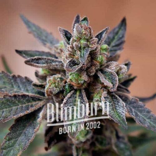 Blimburn Seeds Cannabis Seeds Mochi Gelato Nőiesített 100 db